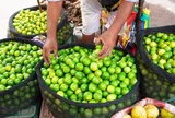 Loại quả bán đầy ở chợ Việt Nam giá cực rẻ - Sang trời Tây bỗng thành hàng hot, được các 'đại gia dầu mỏ' tranh mua như đặc sản