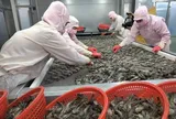 Xuất khẩu tôm Việt Nam "bùng nổ" tại thị trường châu Á