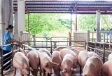Giá lợn hơi giảm mạnh