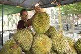 Quốc gia trồng 20.000 ha sầu riêng chính thức được xuất khẩu tươi vào Trung Quốc, cạnh tranh với Thái Lan, Việt Nam