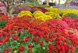 Hoa kiểng Tết đổ về TP.HCM dù mới Noel