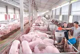 Giá lợn hơi liệu có 'sốt' dịp Tết Nguyên đán?