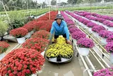 Người trồng hoa Tết ở miền Tây lạc quan