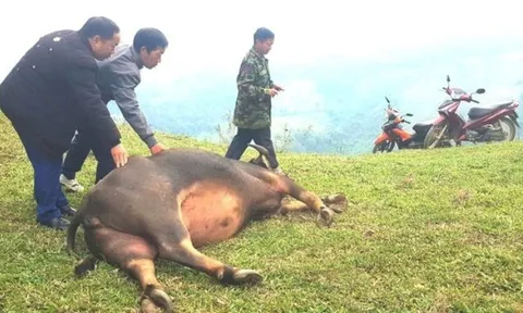 Hàng chục con trâu bò chết bất thường ở Nghệ An: Xác định nguyên nhân ban đầu