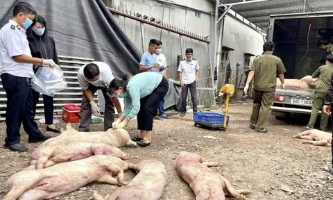 ‘Tuýt còi’ tất cả cơ sở giết mổ động vật vi phạm