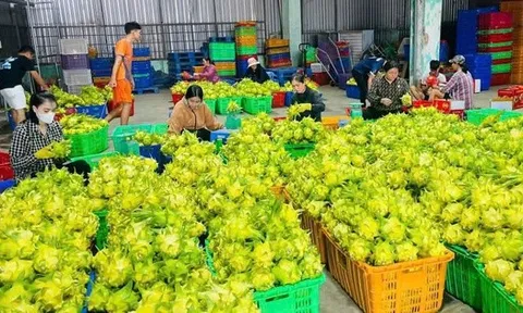 Thanh long vàng “cháy hàng” dịp Tết, nông dân lãi lớn