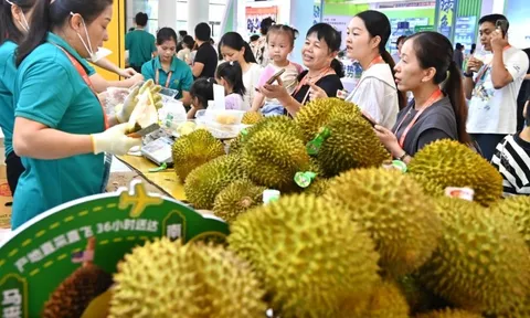 Việt Nam cạnh tranh khốc liệt thị phần sầu riêng ở Trung Quốc