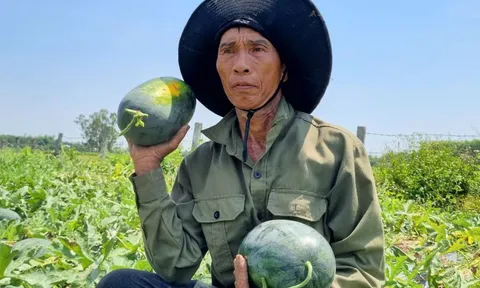 Thủ phủ dưa hấu Quảng Nam mất mùa, rớt giá thê thảm