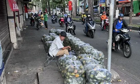 Nắng nóng, cam sành "giải cứu" tăng giá