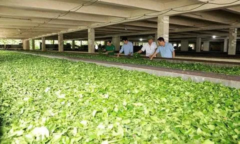 Mỹ săn nghìn tấn 'vàng xanh' của Việt Nam: thuế nhập khẩu 0%, Việt Nam là ông trùm đứng thứ 5 thế giới