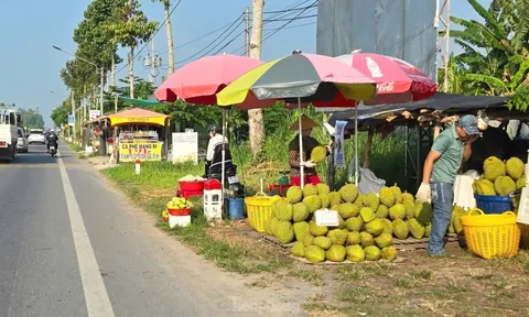Sầu riêng ‘rẻ như bèo’ bán đầy đường