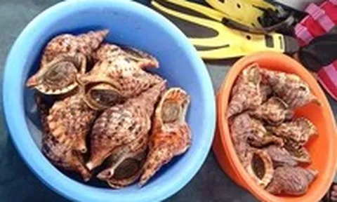 Tổng kiểm tra bè nổi trên vịnh Nha Trang: Vận động thả 21 con ốc tù và quý hiếm về biển