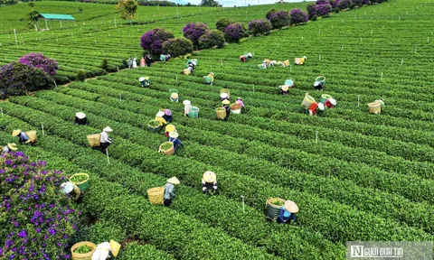 Thúc đẩy làn sóng chuyển đổi xanh trong khu vực hợp tác xã