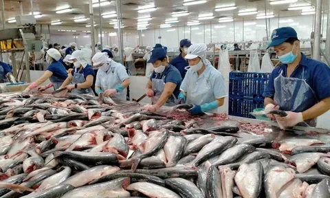 Cá tra Việt Nam lấy lại đà tăng trưởng từ thị trường Trung Quốc