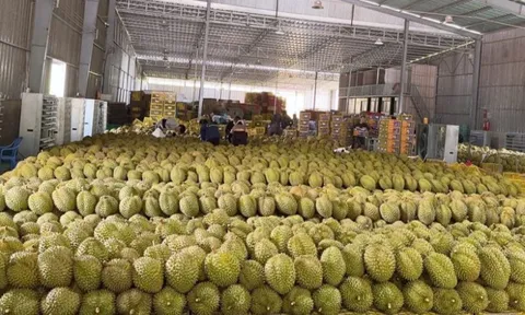 'Vua trái cây' rớt giá thảm: Đằng sau việc nhà nhà, người người trồng sầu riêng