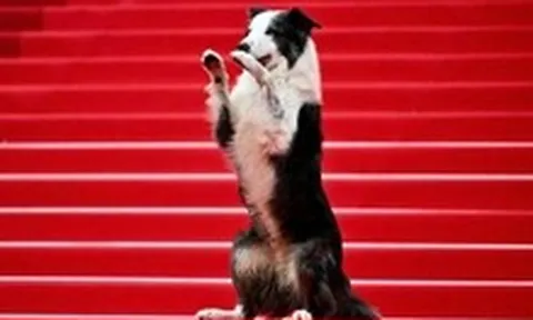 Giải Palm Dog kỷ niệm 25 năm tôn vinh các diễn viên bốn chân trên màn ảnh tại Cannes