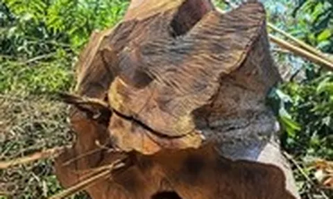 Tạm dừng xem xét khen thưởng tổng giám đốc Công ty Cao su Sa Thầy liên quan vụ phá rừng