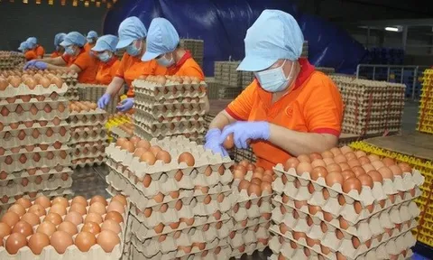 Đề nghị xác minh, xử lý nghiêm việc bịa đặt về trứng gà giả khiến người nông dân điêu đứng