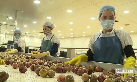 Bước tiến quan trọng của nông sản Gia Lai trên hành trình ra thị trường quốc tế