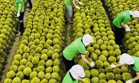 Kiểm soát chặt sầu riêng từ vườn đến xuất khẩu, xử lý hình sự nếu vi phạm nặng