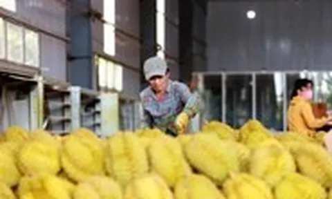 Kiểm soát chặt chất lượng sầu riêng từ khâu trồng trọt đến từng container xuất khẩu