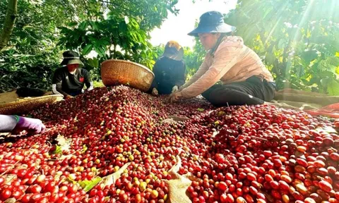 Việt Nam có cà phê đặc sản, giá cao gấp đôi mặt bằng thế giới