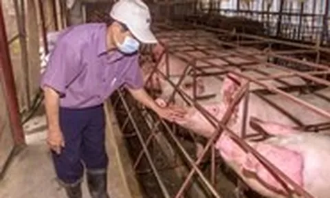 Giá heo hơi miền Nam 'lên đỉnh', người nuôi bớt lo