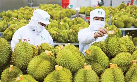 Bộ trưởng Đỗ Đức Duy nói thẳng 4 'nhức nhối' của sầu riêng Việt Nam