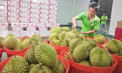 Cục Hải quan chỉ đạo ưu tiên thông quan mặt hàng sầu riêng