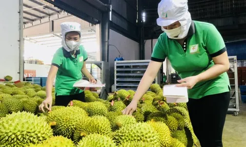 Ưu tiên thông quan sầu riêng