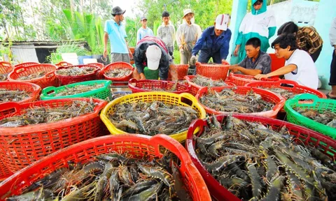 Đa dạng hóa thị trường để xuất khẩu tôm “lách qua khe cửa hẹp”