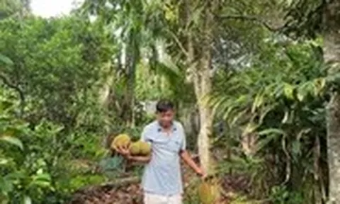 Nhớ ngày Tết Đoan ngọ ‘giết sâu bọ’ cho cây trái sum sê