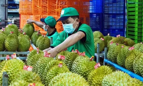 Sầu riêng Việt Nam bị Trung Quốc trả về ồ ạt: DN kiến nghị Thủ tướng chỉ đạo làm rõ một chuyện bất thường
