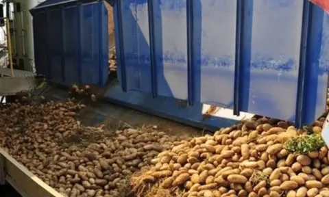 Nga tăng mạnh gom hàng một loại củ do nguồn cung thiếu hụt: Giá bán đắt gấp đôi so với láng giềng, Việt Nam cũng trồng được hàng trăm nghìn tấn mỗi năm
