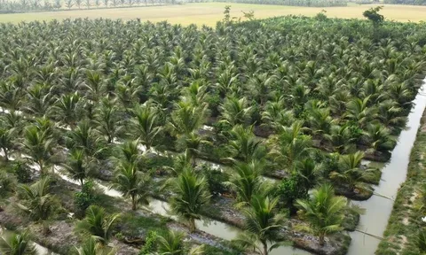 Loại quả bình dân của Việt Nam được Trung Quốc, Mỹ săn lùng, ví như "vàng xanh", Bến Tre trồng cực nhiều