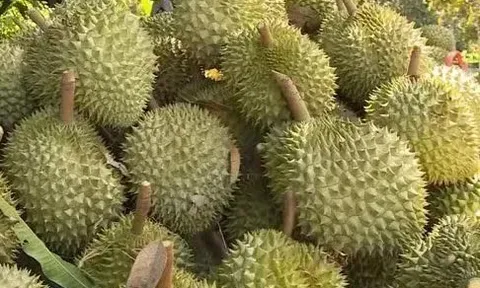 Thủ tướng yêu cầu không để tình trạng ùn tắc hàng hóa, nông sản tại cửa khẩu