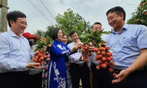 Xuất khẩu lô vải thiều Thanh Hà đầu tiên đi Nhật, Úc