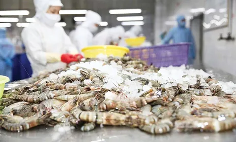 Trung Quốc đặc biệt yêu thích tôm hùm Việt Nam