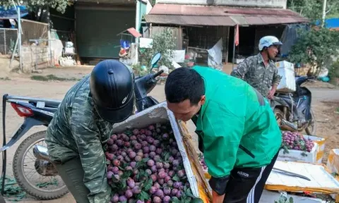 Mận vừa vào mùa đã 'vấp' cảnh rớt giá thê thảm