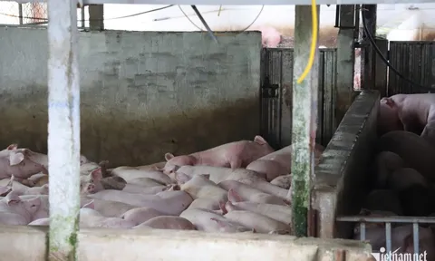Cảnh khó hình dung ở lò giết mổ heo gia công cho C.P. Việt Nam tại Hậu Giang