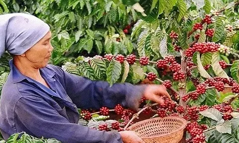 Giá cà phê Việt Nam cao nhất từ trước đến nay