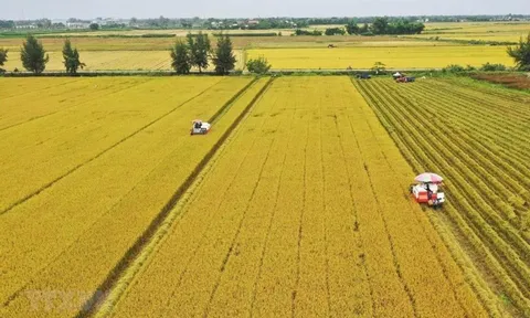 Một lô hàng 500 tấn vừa được xuất sang Nhật Bản: Việt Nam là nước đầu tiên trên thế giới làm được điều này