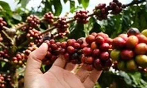 Giá cà phê giảm thêm, nhưng vẫn tốt hơn cùng kỳ năm trước