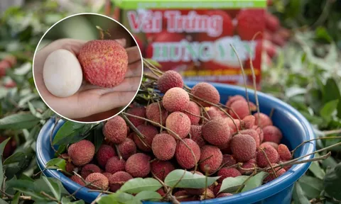 Từng chạm mốc 400.000 đồng/kg, cận cảnh cây vải tổ khiến nhiều người bất ngờ về giống vải trứng