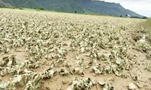 Hoa màu ngã rạp, ngập ngụa bùn non ở 'rốn lũ' Đại Lộc sau lũ trái mùa