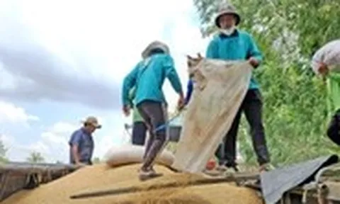 Không dễ tăng lượng gạo Việt xuất khẩu sang Nhật dù nước bạn đang thiếu, vì sao?
