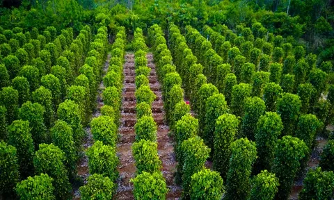 Việt Nam trồng được loại gia vị như "vàng đen" khiến Ấn Độ, Mỹ, Đức đổ xô mua: Đắk Nông cực nhiều