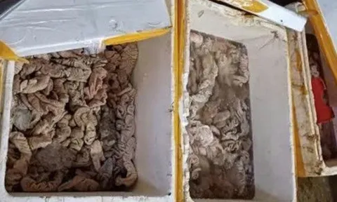 Phát hiện kho hàng tại Đà Nẵng chứa 3,5 tấn thịt, nội tạng bốc mùi đổi màu