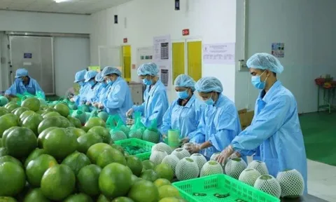 Lý do xuất khẩu rau quả sụt giảm mạnh