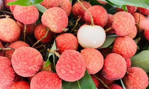 Vải thiều Việt Nam lên kệ siêu thị Đức